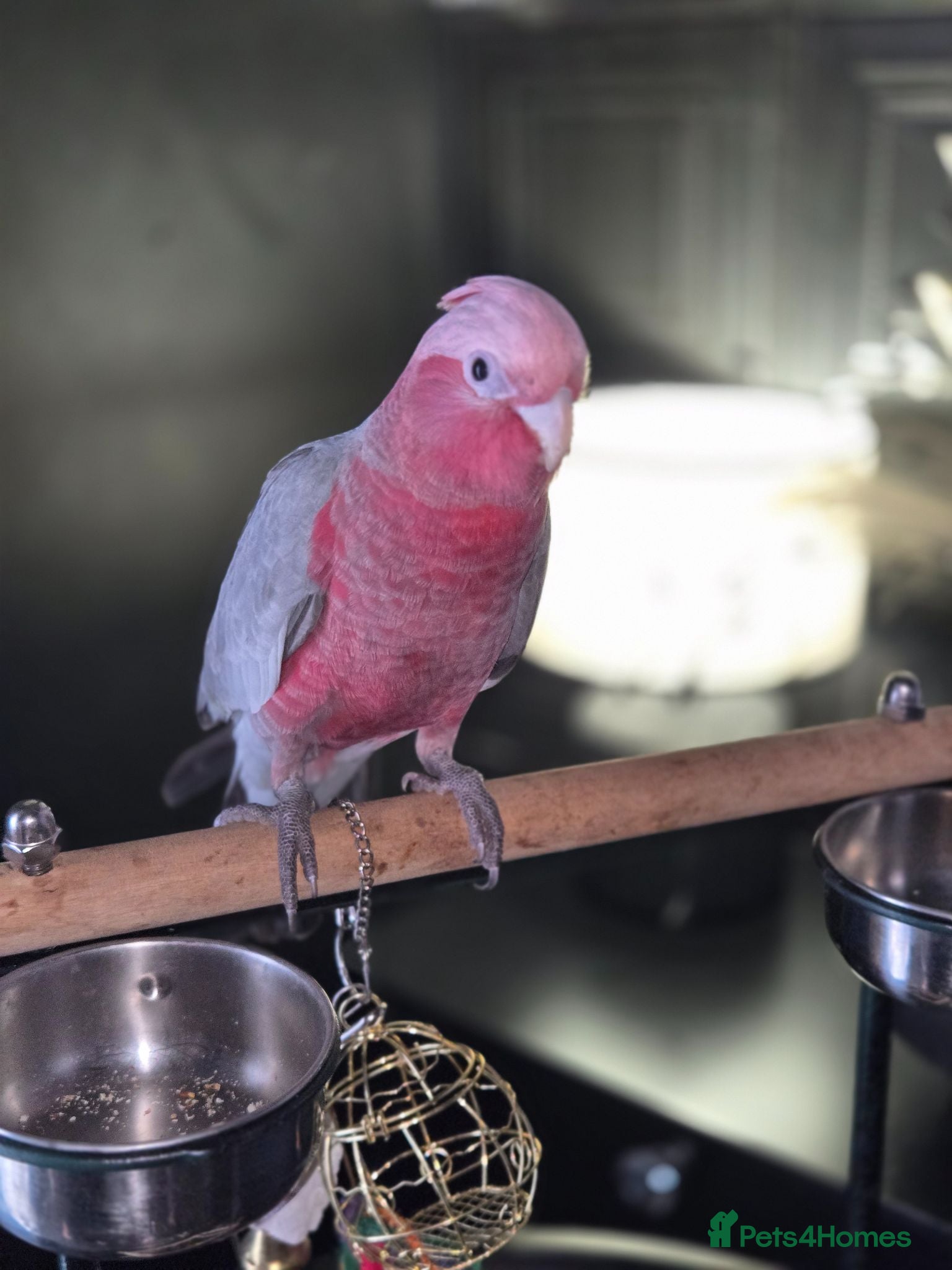 Cockatoo birds 4 month old tame Galah - Advert 1