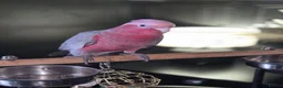 Cockatoo birds for sale: 4 month old tame Galah - Advert 1