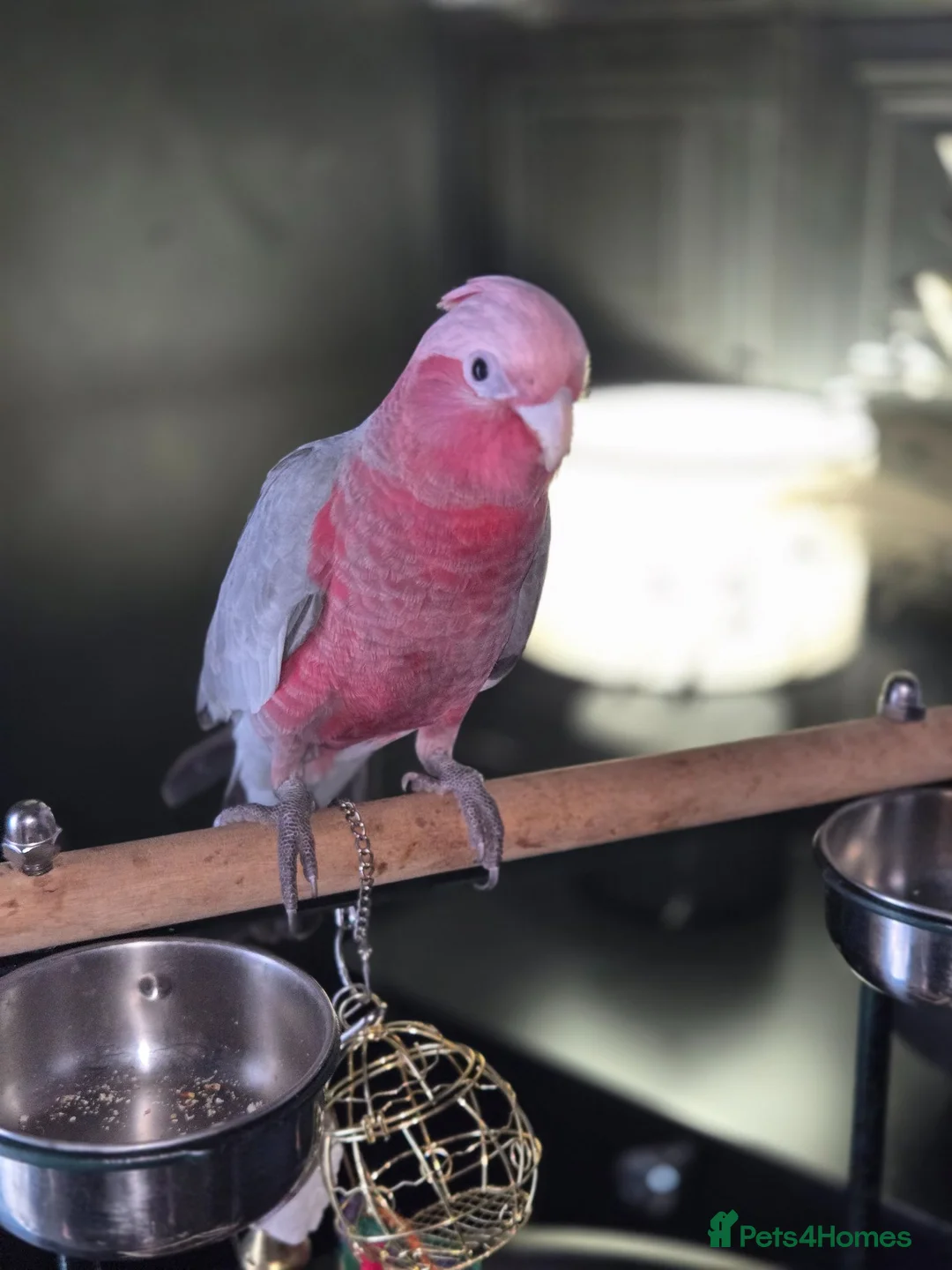 Cockatoo birds for sale: 4 month old tame Galah - Advert 1