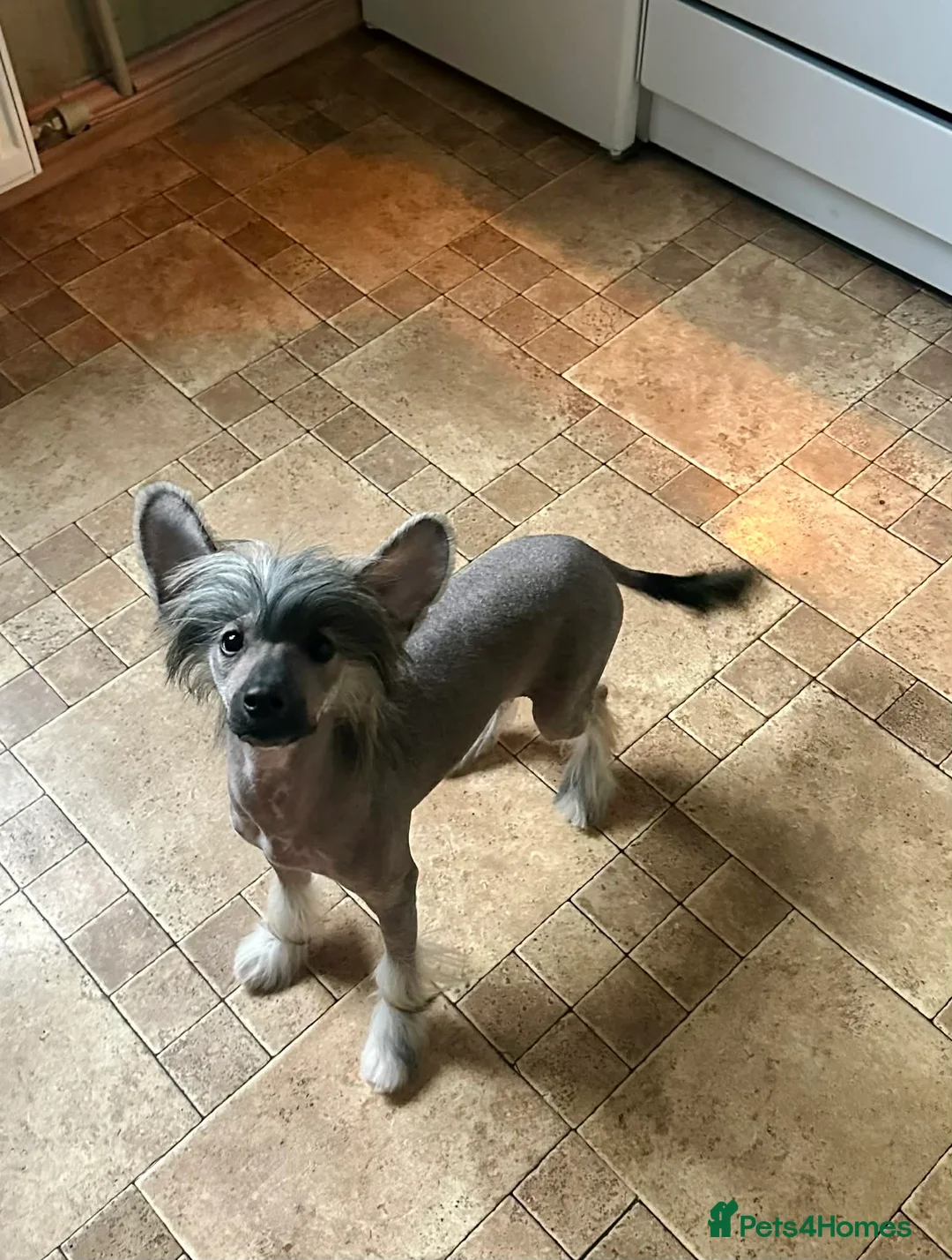 Chinese Crested dogs for stud: Julien INSOLITE FAMILIER import Pl  - Advert 2