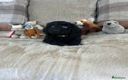 Cockapoo dogs for sale: Gorgeous F1 cockapoo puppies  - Image 28