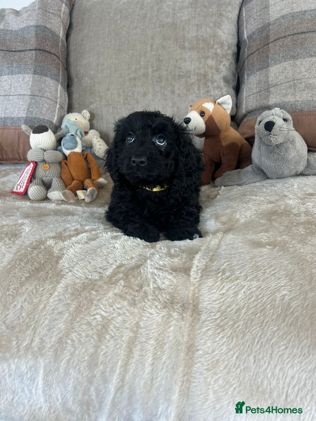 Cockapoo dogs for sale: Gorgeous F1 cockapoo puppies  - Image 28