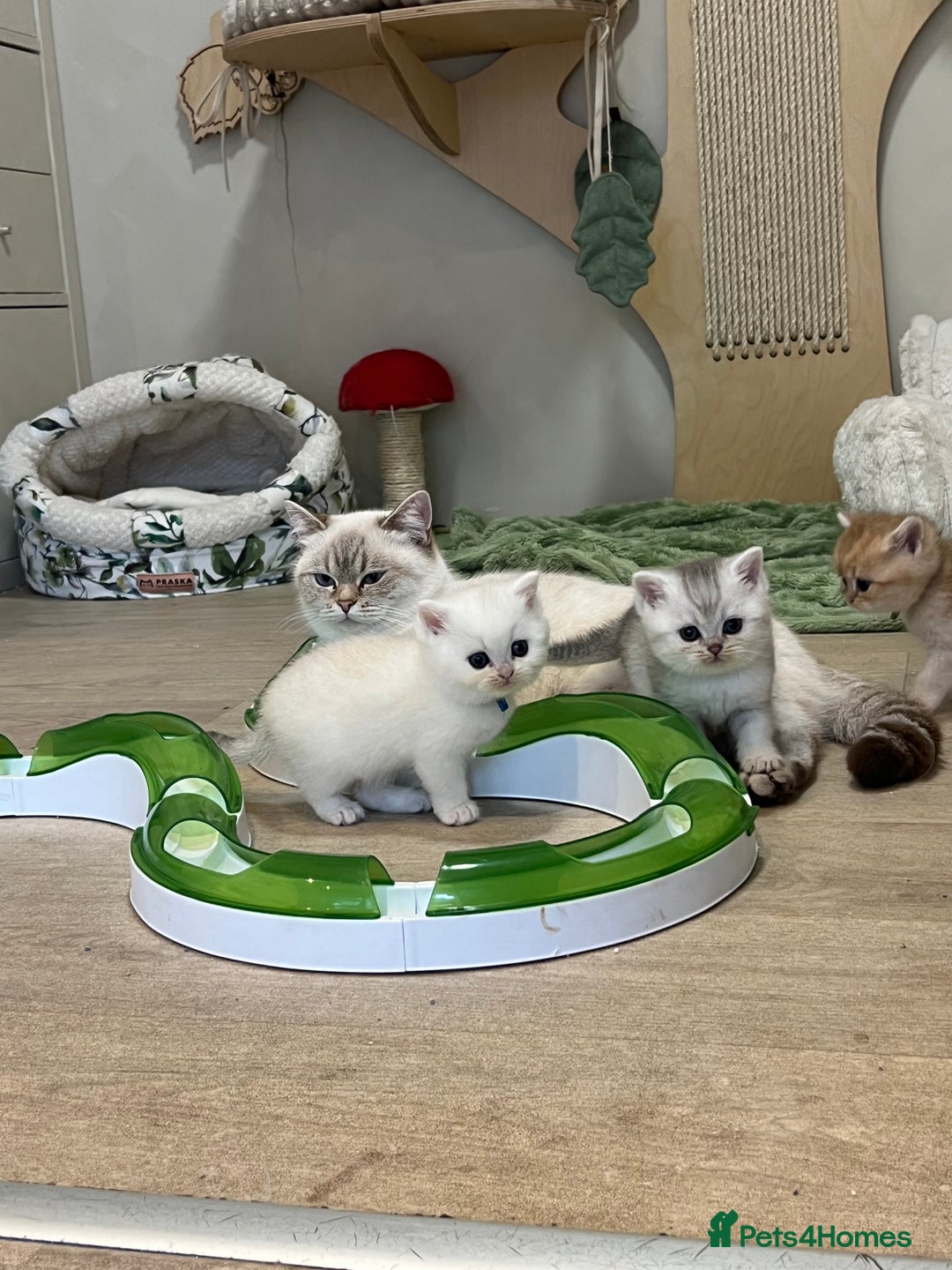 British Shorthair cats for sale: Affectionate lap cats health tested parents  - Image 25