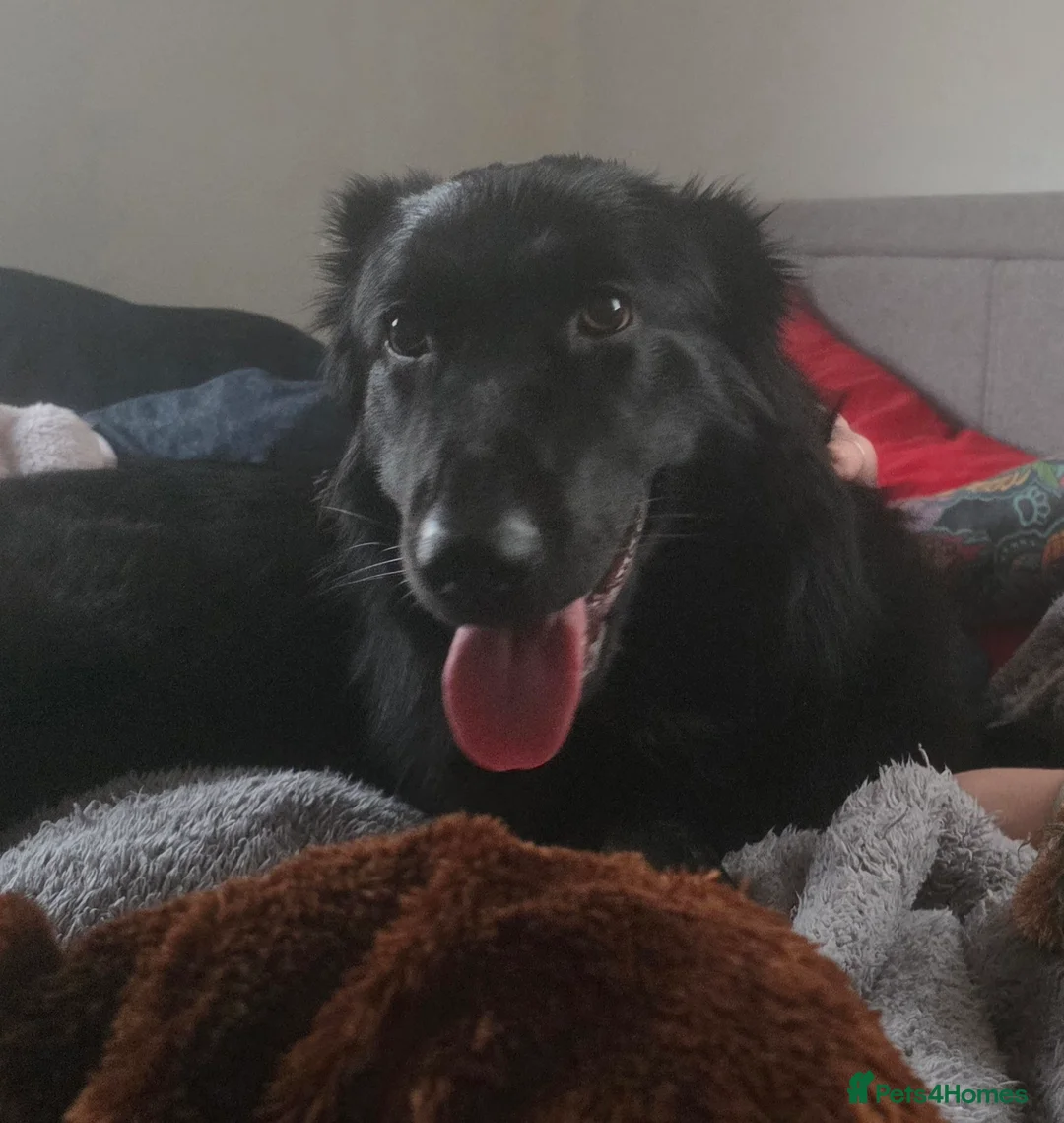 German Shepherd dogs for sale: Urgent rehoming!!!! Black german shepherd girl - Advert 2