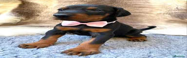 Dobermann 2