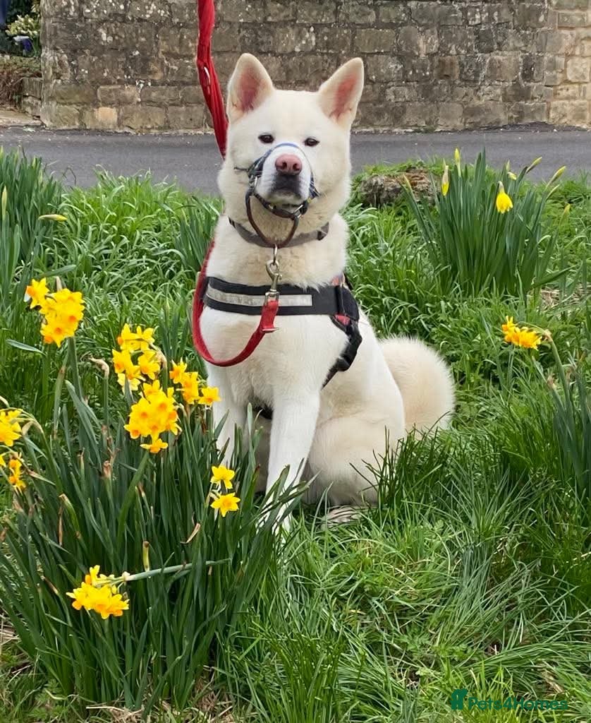 Akita dogs Baby Bear in Worksop - Advert 8