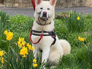 Akita dogs in Worksop - Advert 10