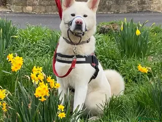 Akita dogs Baby Bear in Worksop - Advert 2