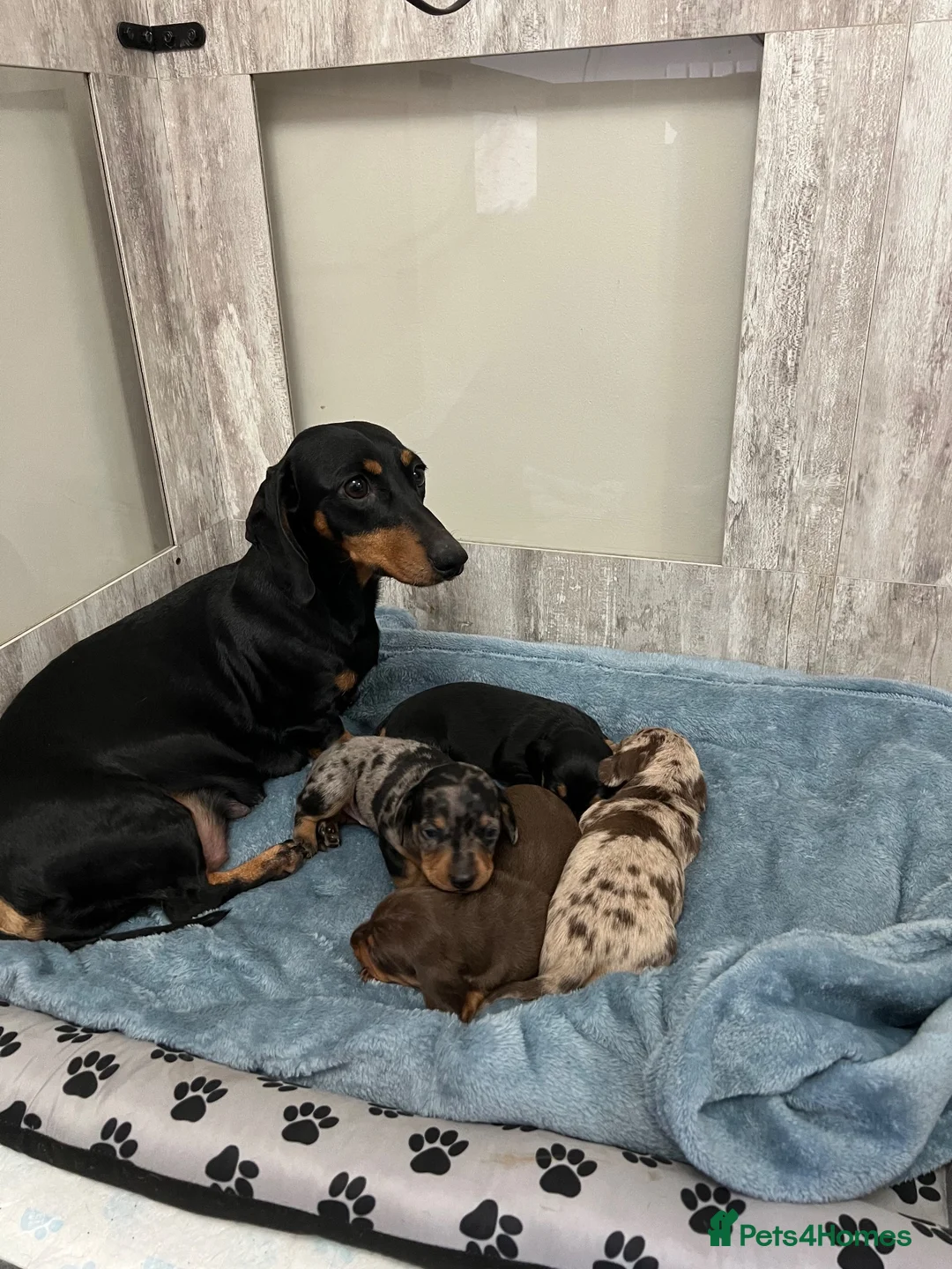 Miniature Dachshund dogs for sale: Champion line miniature dachshunds KC REG PRACLEAR - Advert 1