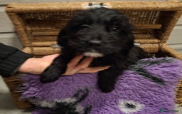 Cockapoo dogs for sale: Cockapoo pups - Advert 11