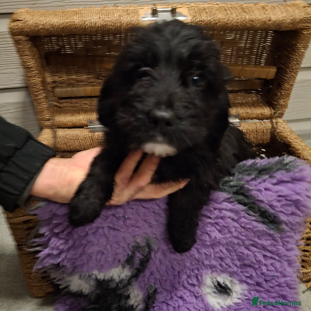 Cockapoo dogs for sale: Cockapoo pups - Advert 11