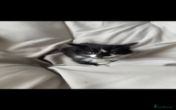 Mixed Breed cats for sale: Beautiful Mixed Breed Kitten  - Image 9
