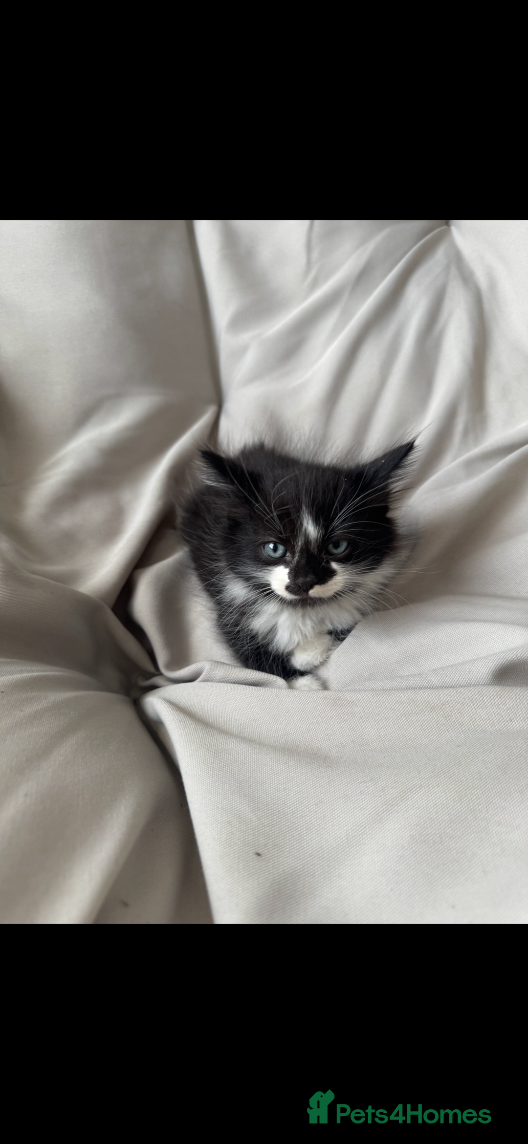 Mixed Breed cats for sale: Beautiful Mixed Breed Kitten  - Image 9