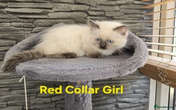 Ragdoll cats for sale: Beautiful ragdoll kittens - Image 28