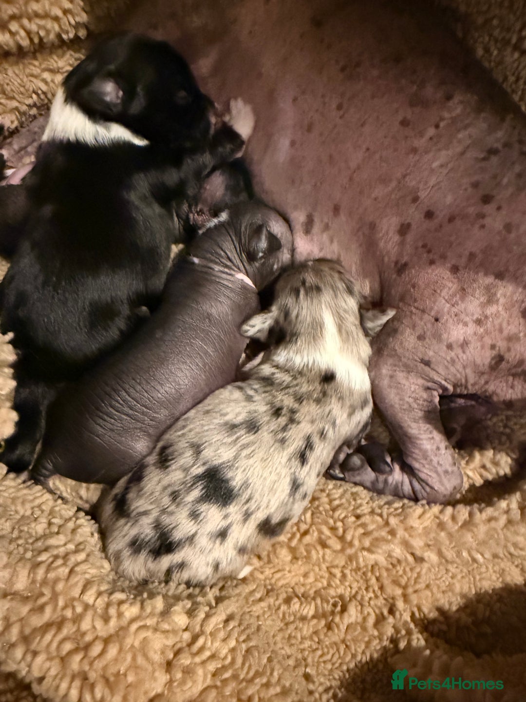 Mixed Breed dogs for sale: Beautiful hairless little boy chihuahua  - Advert 6