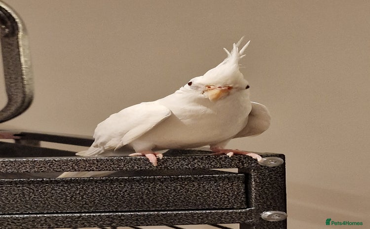 Cockatiels birds - Advert 1