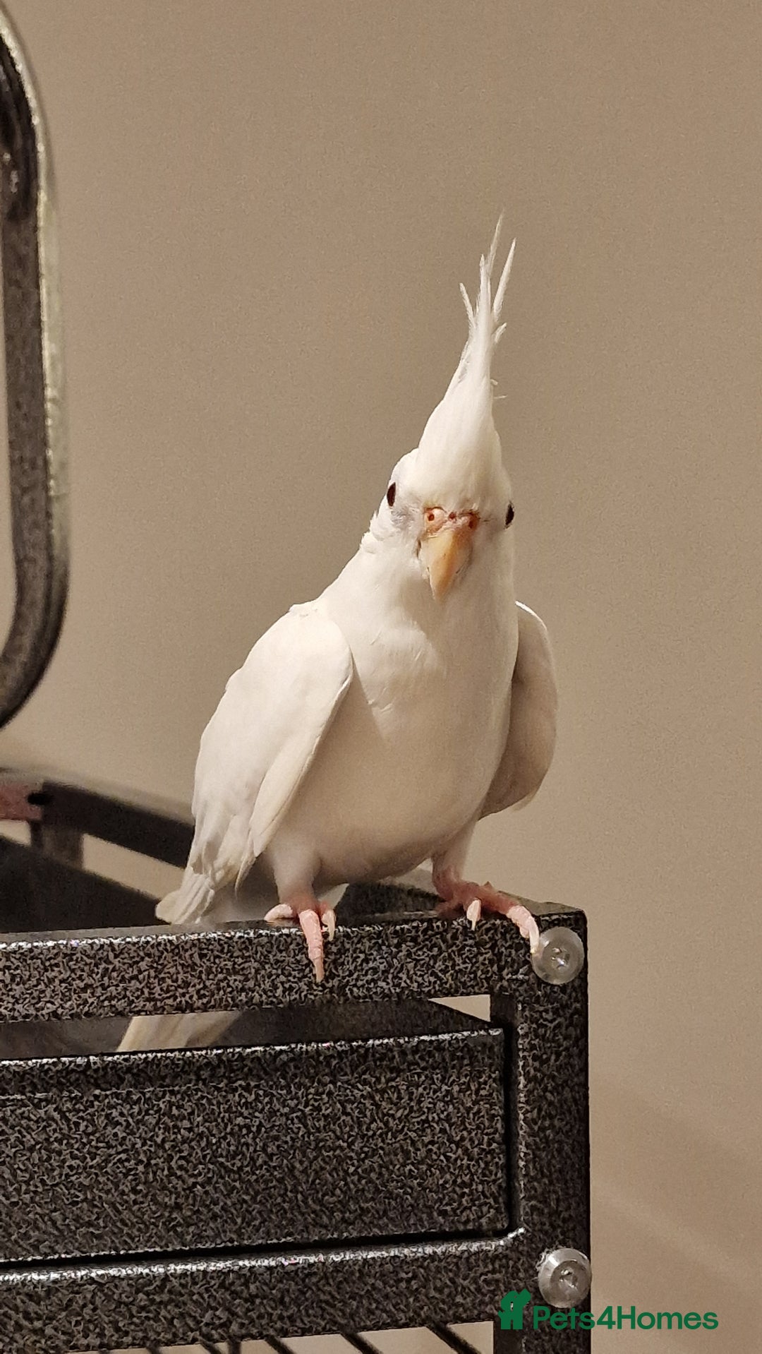 Cockatiels birds for sale: Pair of Cockatiels for sale. - Image 1
