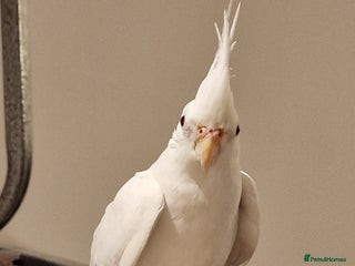 Cockatiels birds - Advert 1