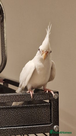 Cockatiels birds - Advert 1