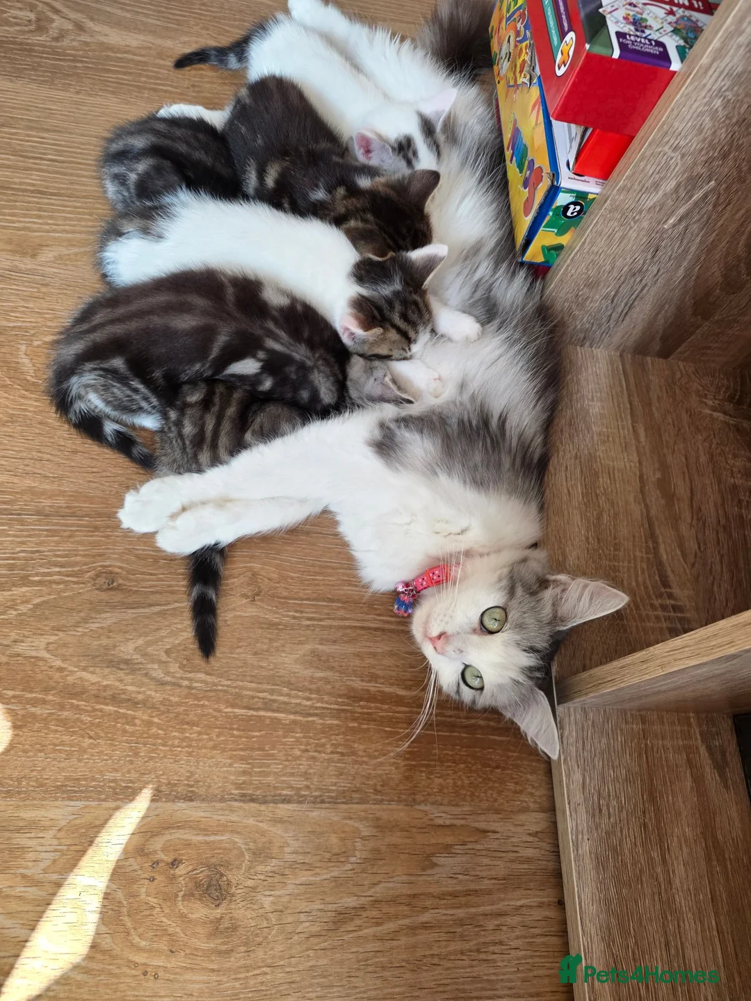 Mixed Breed cats for sale: 6 stunning breed kittens - Advert 2