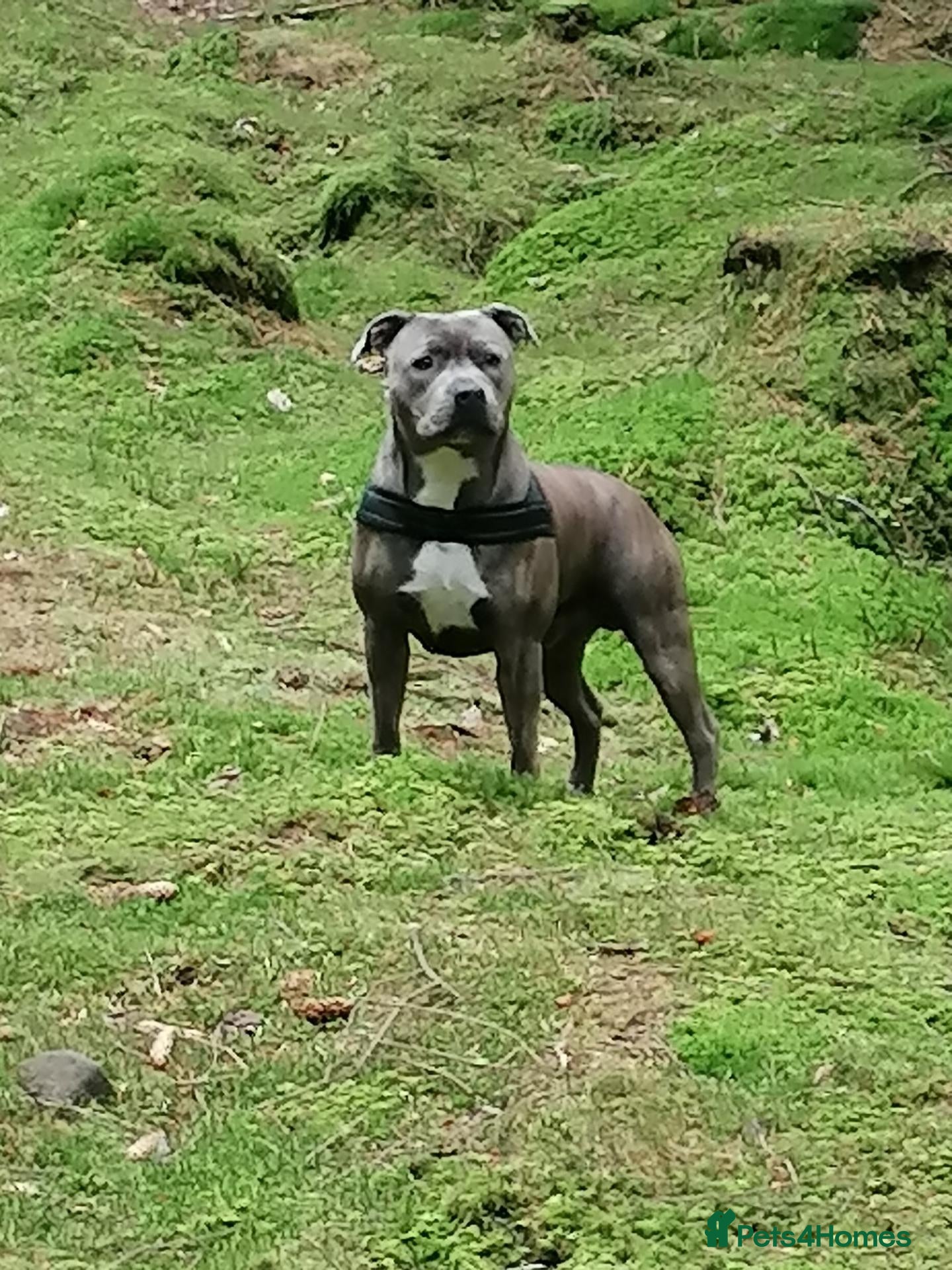 Staffordshire Bull Terrier dogs Staffordshire - Advert 3