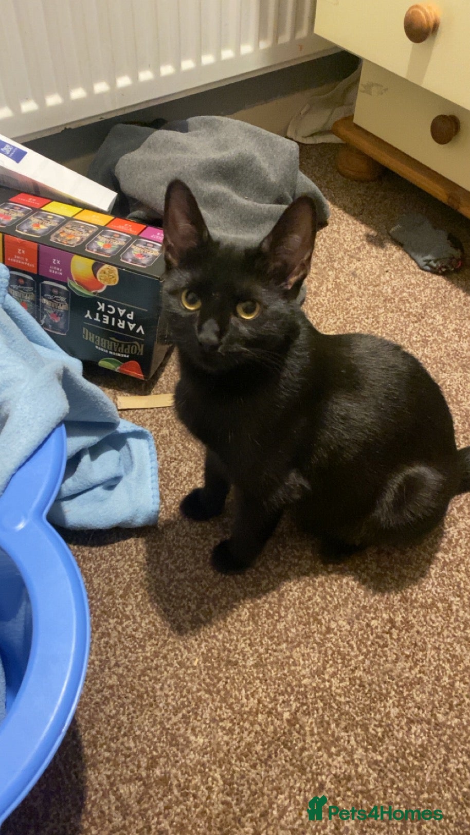 British Shorthair cats 1 year old female - Advert 1