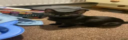 British Shorthair cats for sale: 1 year old female in Rotherham - Advert 1