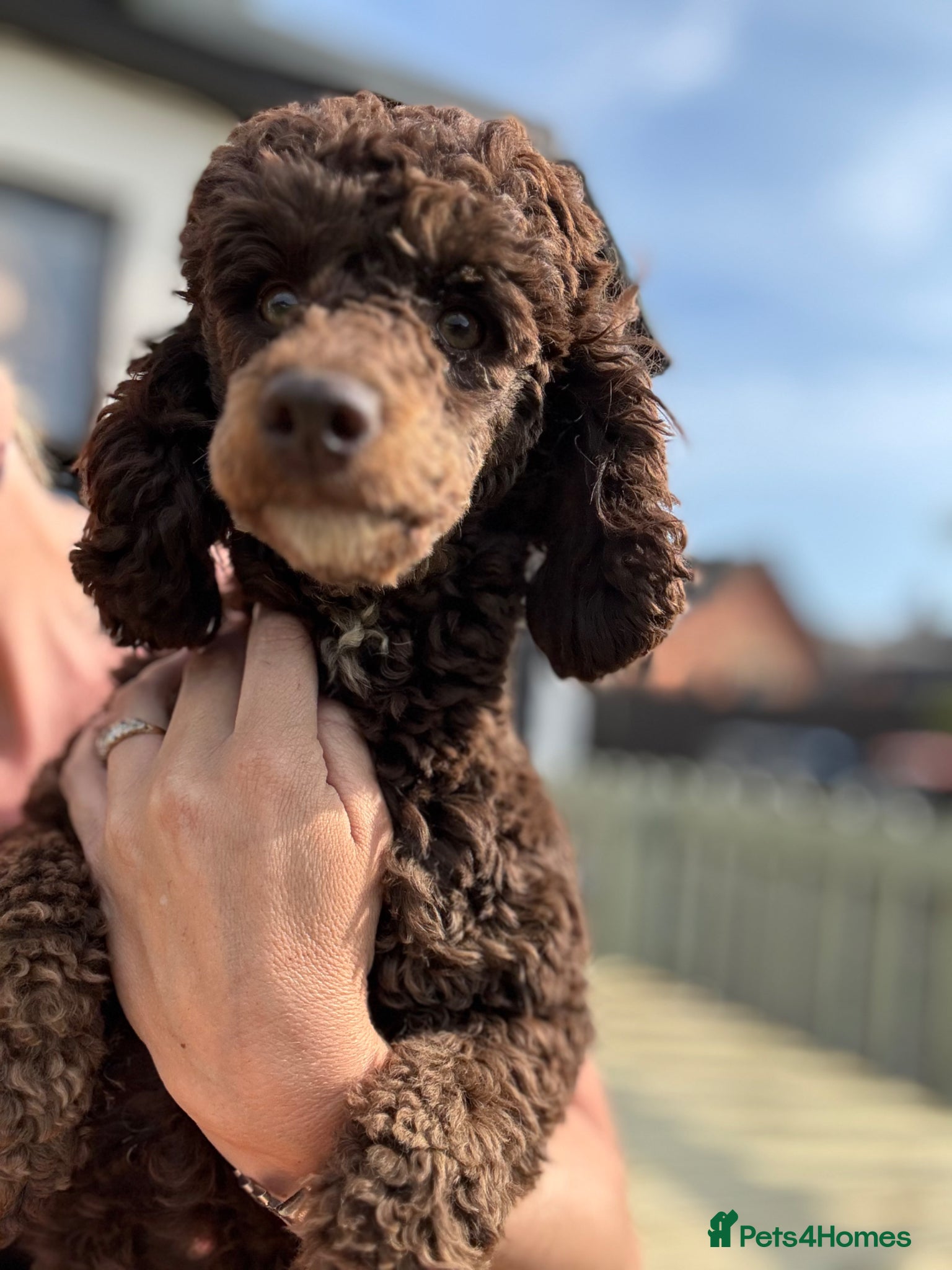 Miniature Poodle dogs Rehoming my little dogs - Advert 1