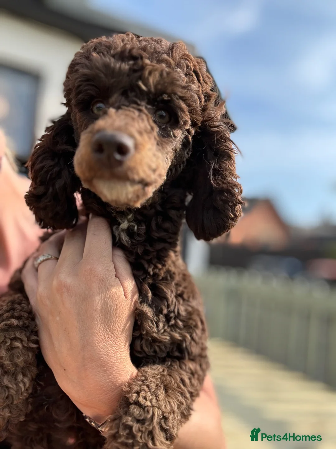 Miniature Poodle dogs for sale: Rehoming my little dogs - Advert 2