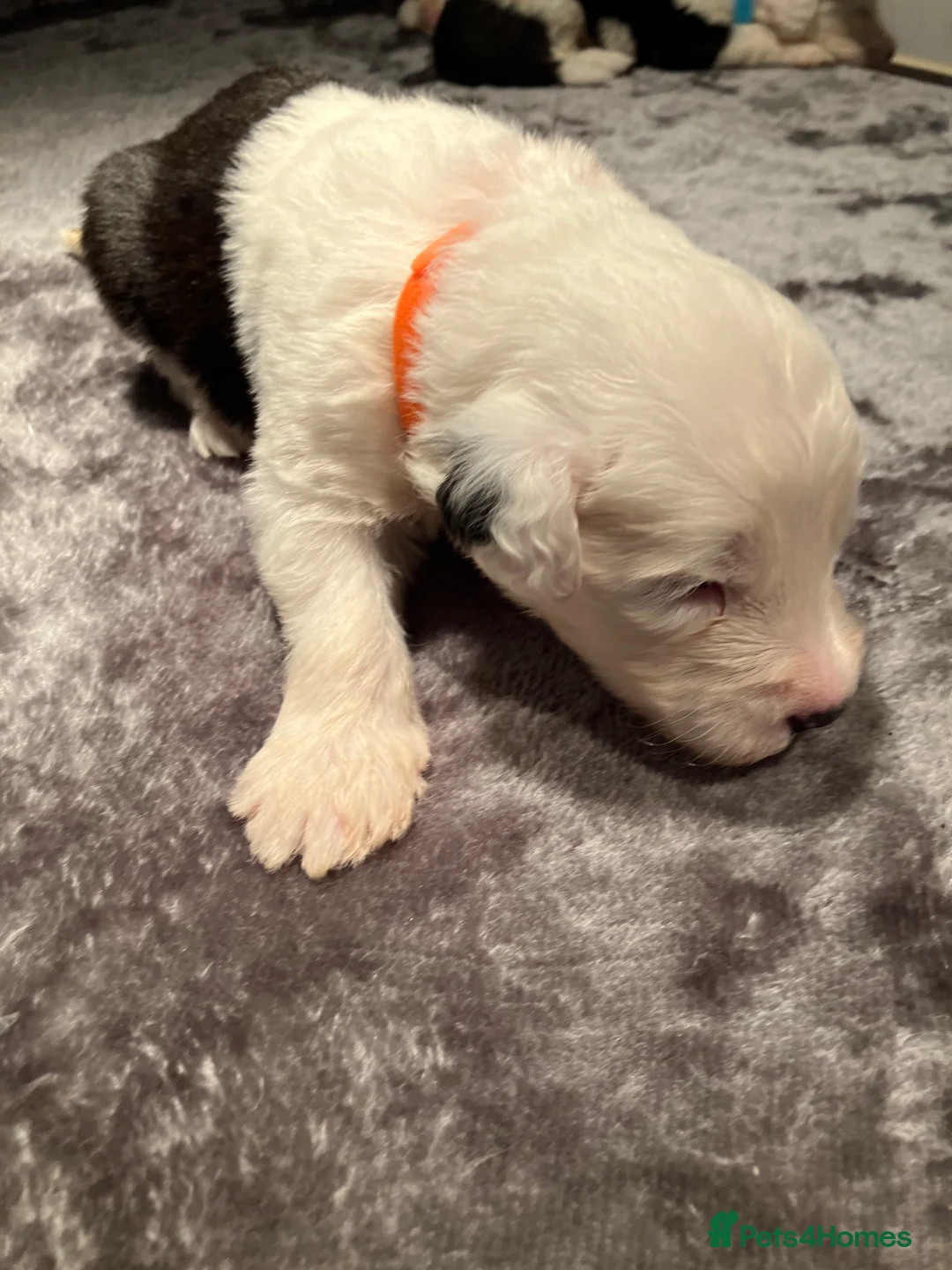 Old English Sheepdog dogs for sale: HEALTH TESTED OLD ENGLISH SHEEPDOG PUPPIES  - Advert 24