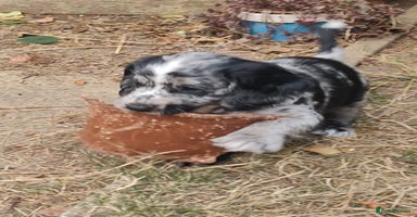 Sprocker dogs - Advert 7