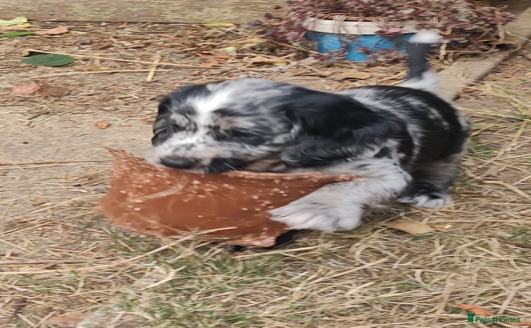 Sprocker dogs - Advert 13