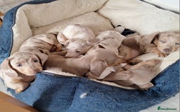 Miniature Dachshund dogs for sale: Paris  - Image 1