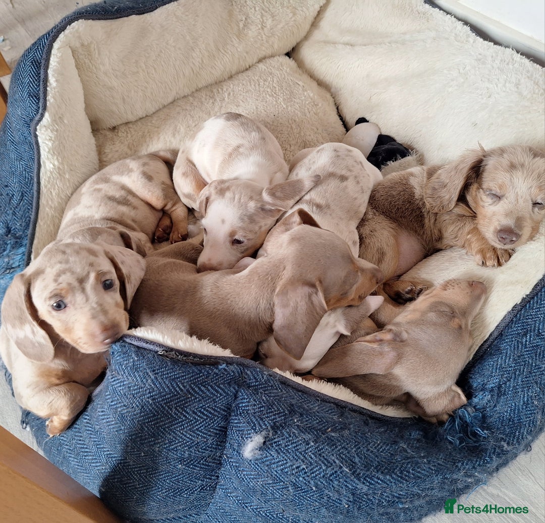 Miniature Dachshund dogs for sale: Paris  - Image 1