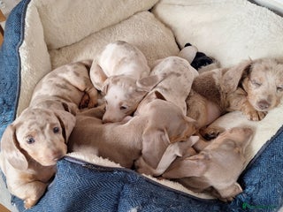Miniature Dachshund dogs - Advert 18