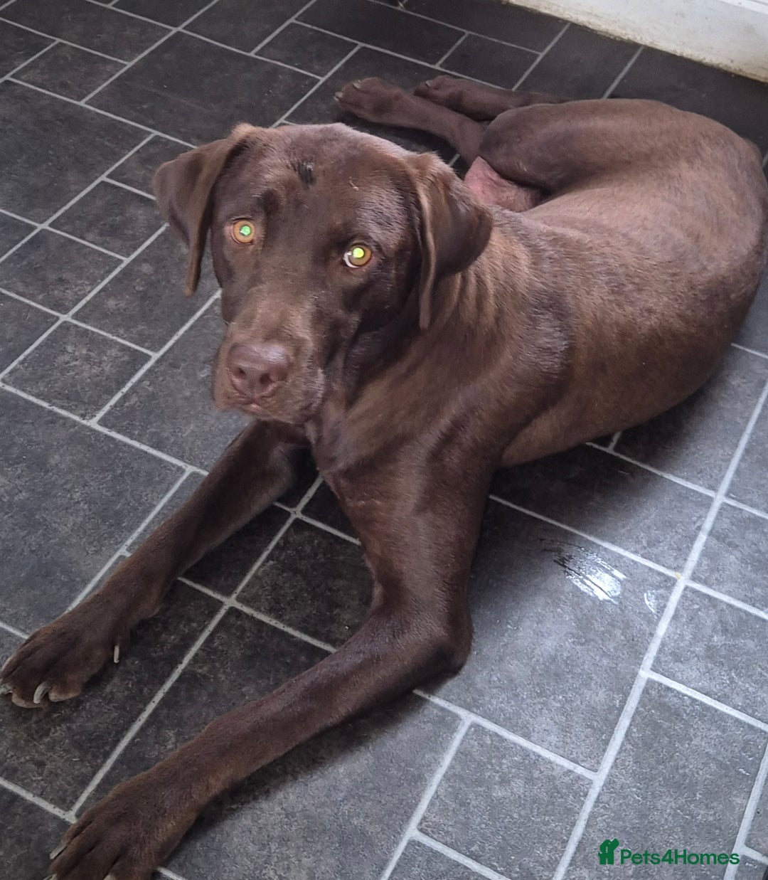 Labrador Retriever dogs for sale: Labrador retriever puppies - Image 2