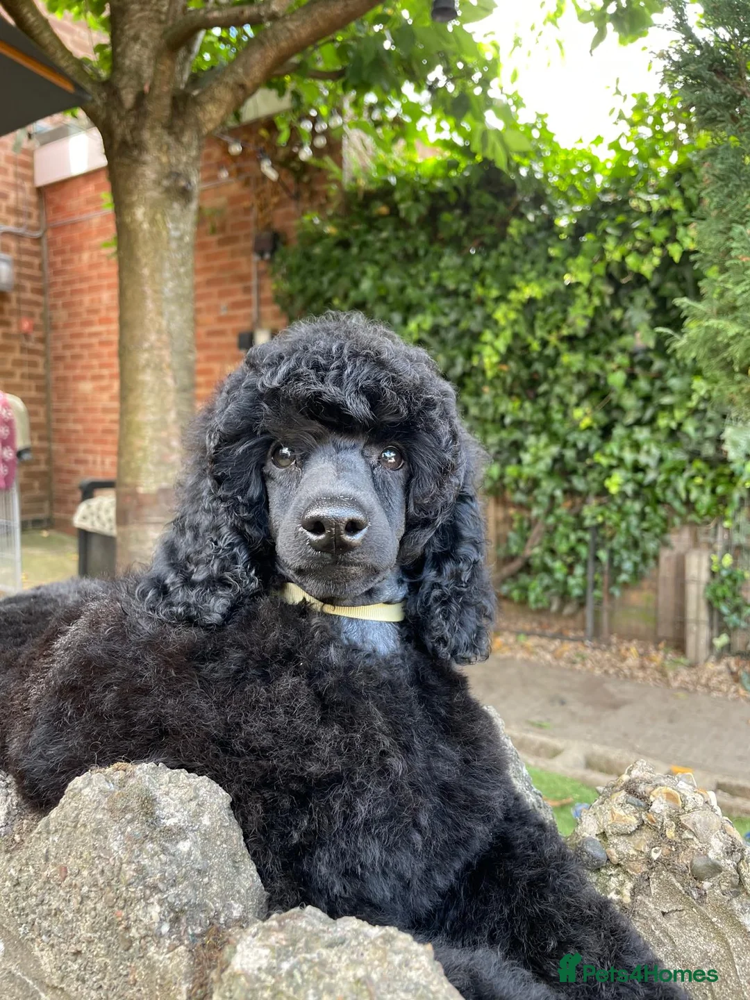 Miniature Poodle dogs for sale: Miniature Poodle – A Young Dog of Distinction - Advert 3