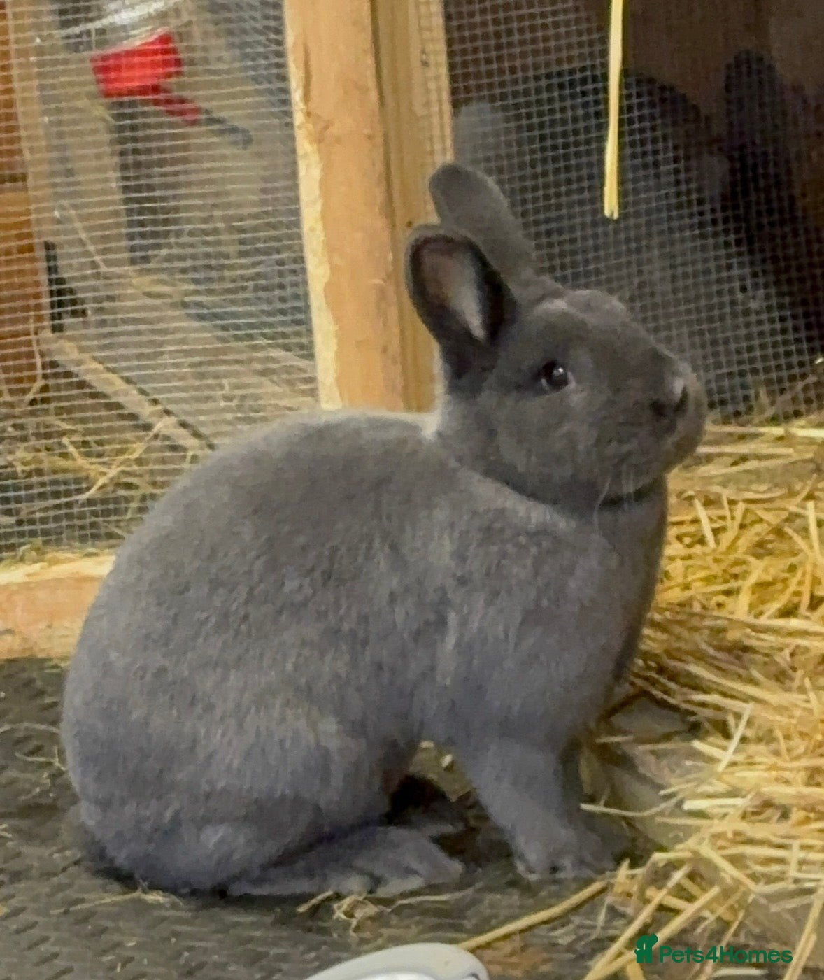 Mini Lop rabbits Violet-blue velvet Holicier - Advert 11