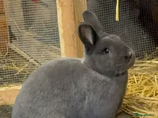 Mini Lop rabbits Violet-blue velvet Holicier - Advert 12