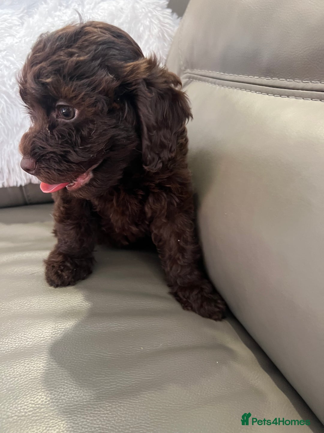 Cockapoo dogs for sale: F1 toy Cockapoo puppies  - Image 2