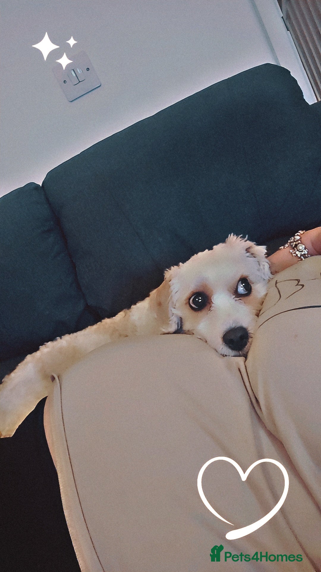 Cavachon dogs for sale: 3 year old Cavachon  - Image 2