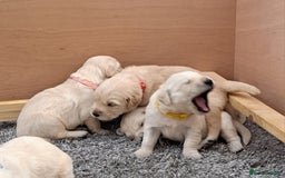 Golden Retriever dogs for sale: Gorgeous pedigree golden retriever puppies - Image 8