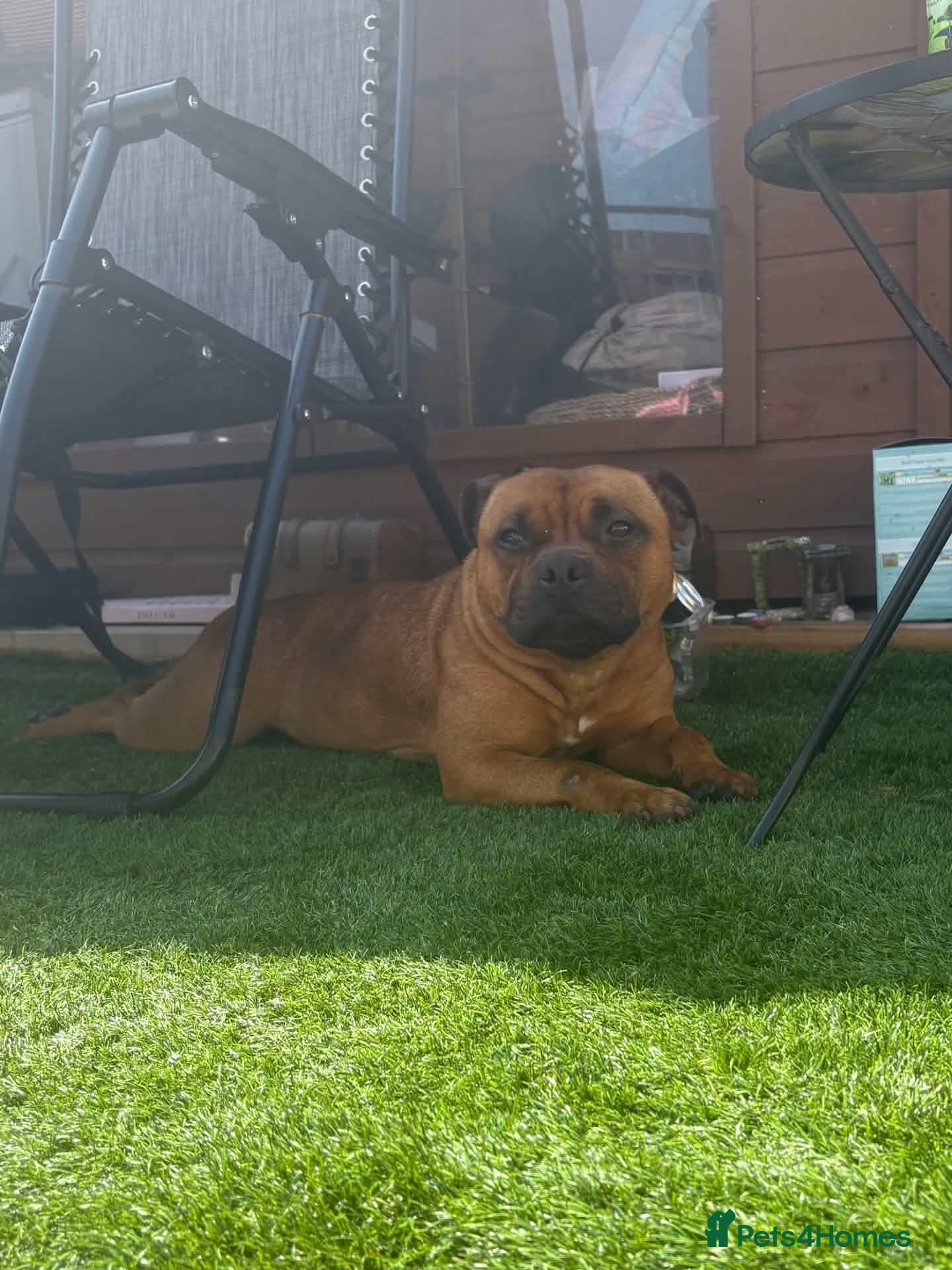 Staffordshire Bull Terrier dogs for sale: 🧸RED STAFFORDSHIRE BULLTERRIER BOY🧸 - Advert 1