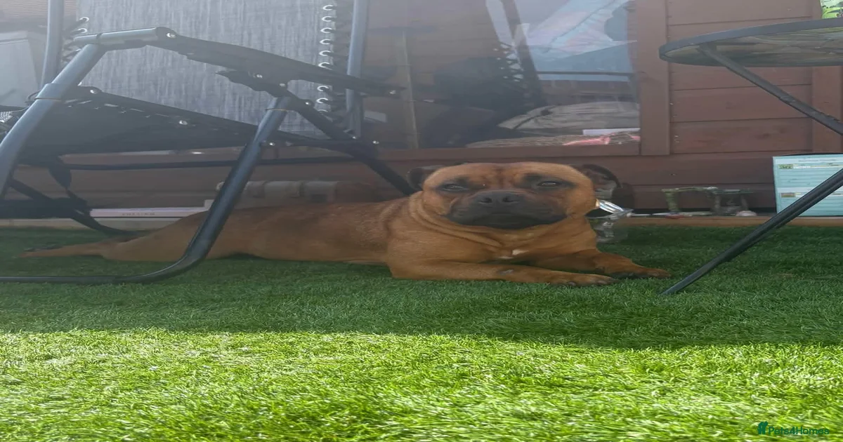 🧸RED STAFFORDSHIRE BULLTERRIER BOY🧸 for sale in Nottingham | Pets4Homes