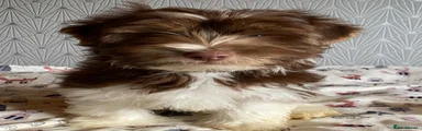 Yorkshire Terrier 3