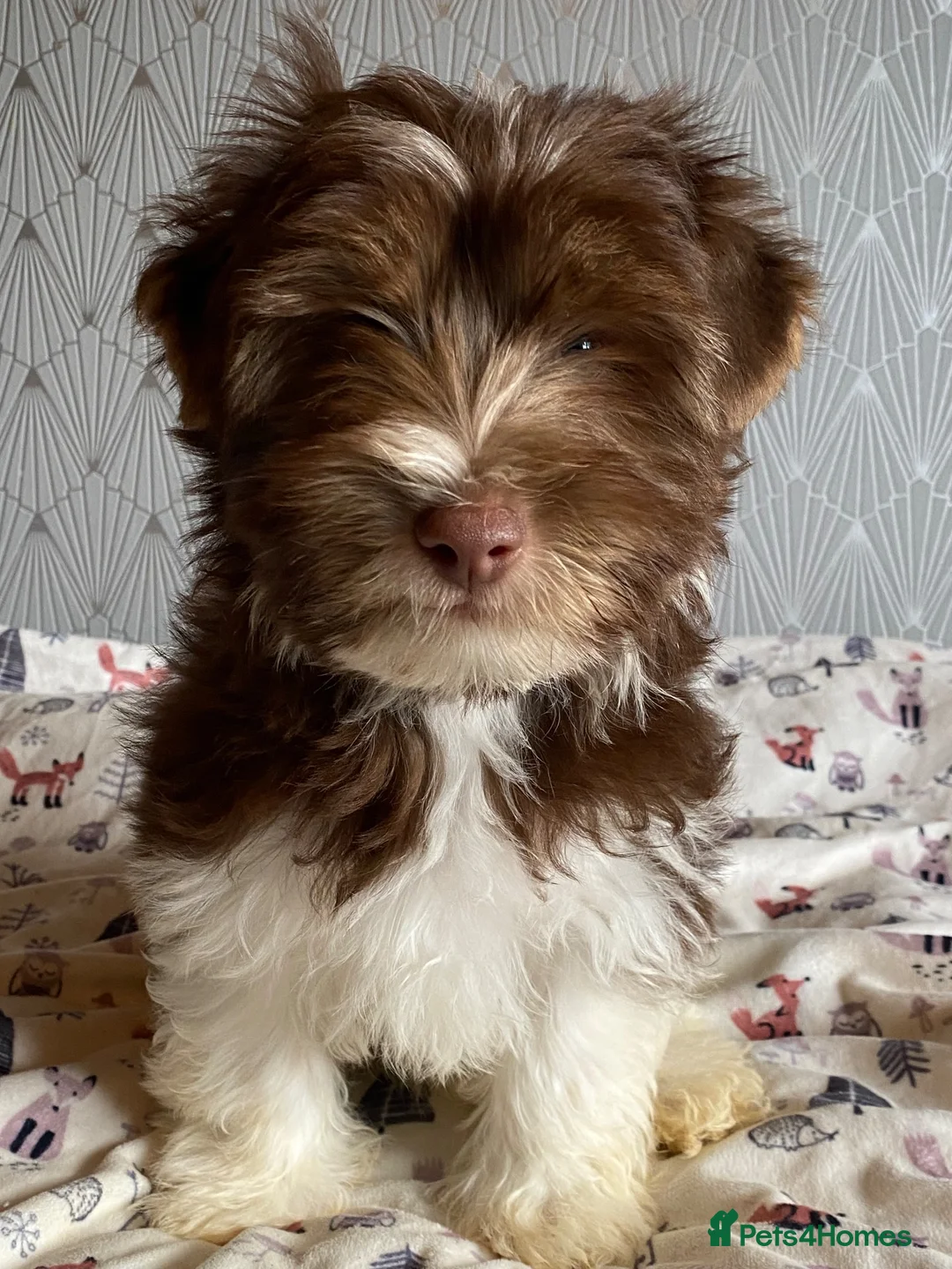 Yorkshire Terrier dogs for sale: Colourful Yorkshire terrier - Advert 2