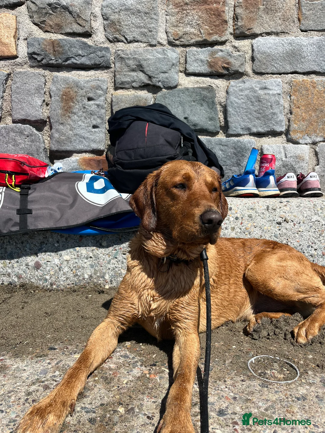 Labrador Retriever dogs for stud: Fox Red Labrador - Advert 6