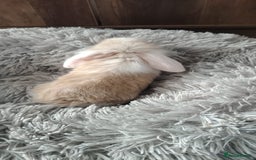 Mini Lop rabbits for sale: Beautiful Mini Lop Babies - 6 to choose from  - Image 28