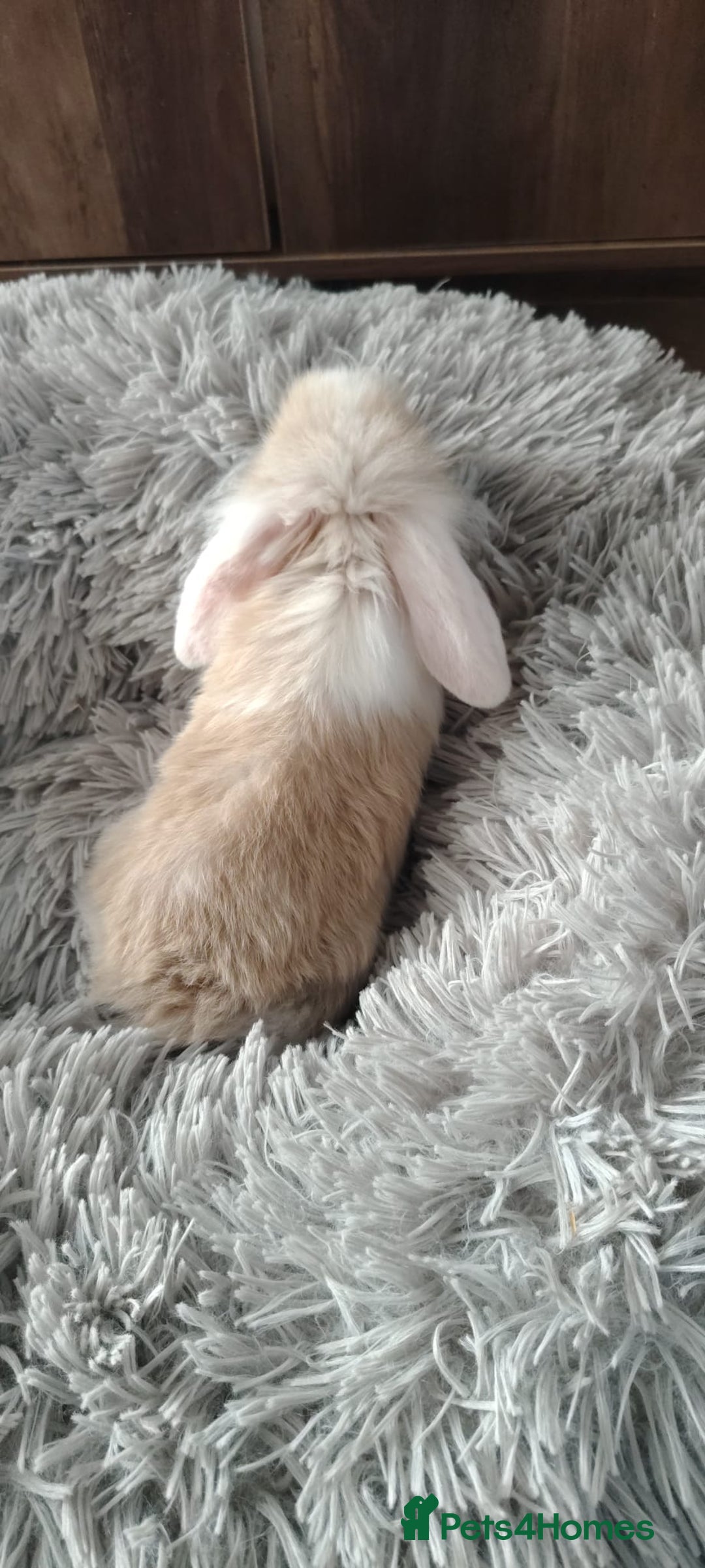 Mini Lop rabbits for sale: Beautiful Mini Lop Babies - 6 to choose from  - Image 28