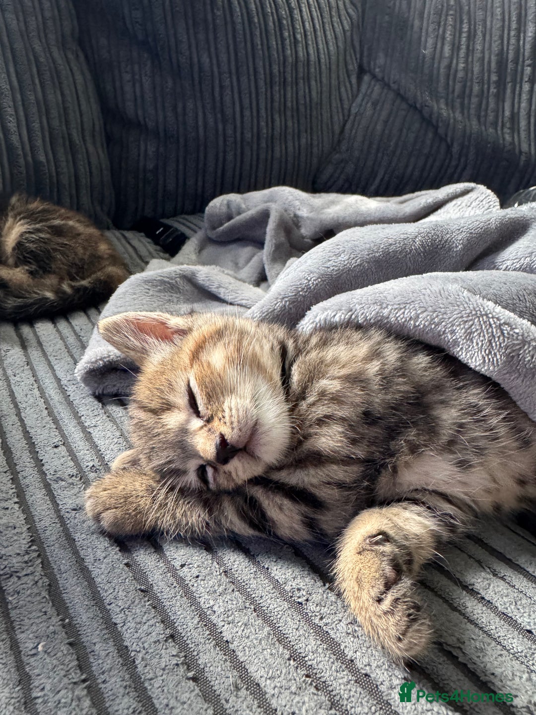 Mixed Breed cats for sale: American bobtail / tortoise shell - Image 14